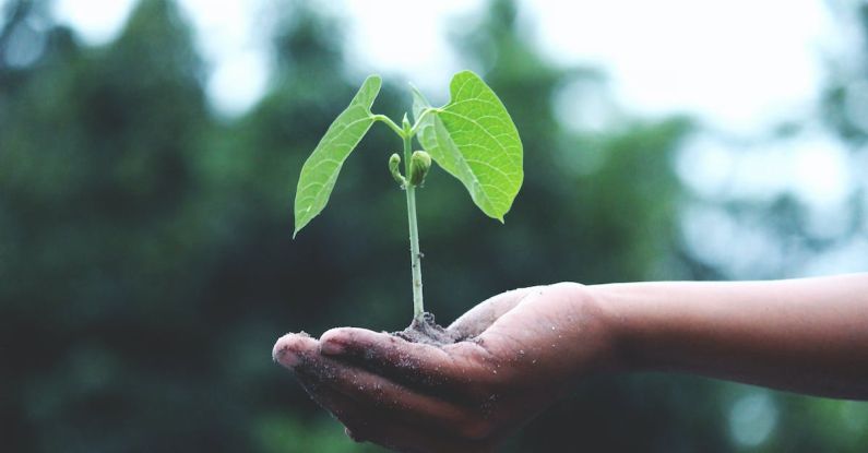 Sustainability Benefits - Person Holding A Green Plant